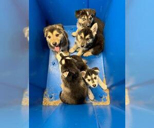 German Shepherd Dog-Siberian Husky Mix Dogs for adoption in Orange, CA, USA