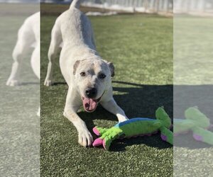 Labrador Retriever-Unknown Mix Dogs for adoption in Godfrey, IL, USA