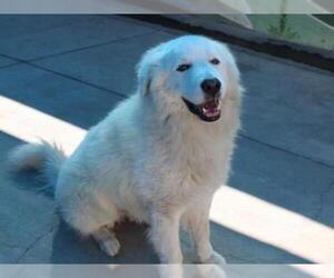 Great Pyrenees Dogs for adoption in Burbank, CA, USA