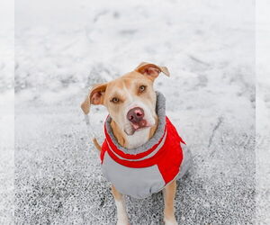 Mutt Dogs for adoption in Oak Bluffs, MA, USA