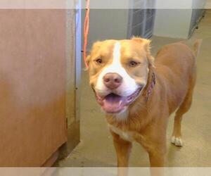 American Pit Bull Terrier-Unknown Mix Dogs for adoption in Sacramento, CA, USA