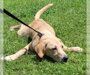Mutt Dogs for adoption in Prattville, AL, USA