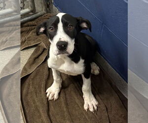 Labrador Retriever-Unknown Mix Dogs for adoption in Sterling, MA, USA