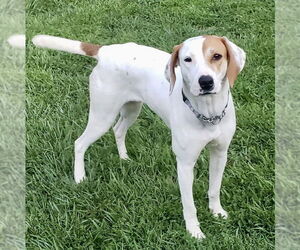 Beagle-Pointer Mix Dogs for adoption in Batavia, OH, USA