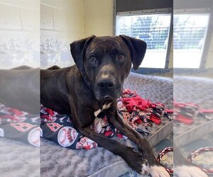 Boxador Dogs for adoption in Brewster, MA, USA