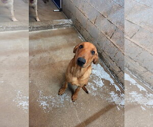 Great Dane-Labrador Retriever Mix Dogs for adoption in El Centro, CA, USA