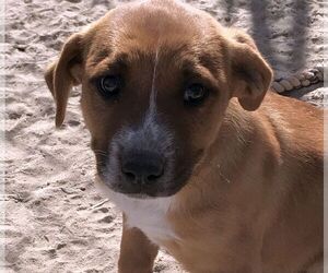 Labrador Retriever Dogs for adoption in Carson City, NV, USA