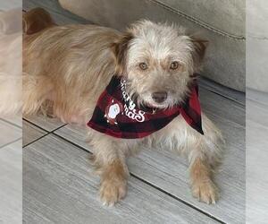 Border Terrier-Unknown Mix Dogs for adoption in San Diego, CA, USA