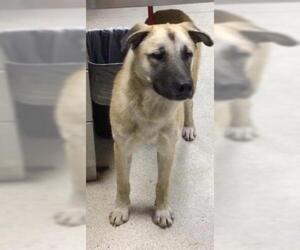 German Shepherd Dog Dogs for adoption in Riverside, CA, USA