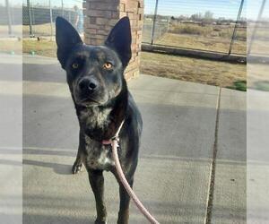 Mutt Dogs for adoption in Pueblo, CO, USA