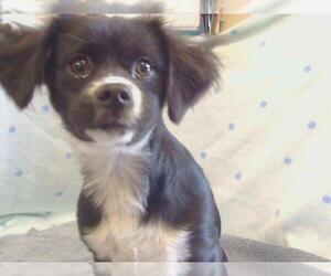 Dachshund Dogs for adoption in Sacramento, CA, USA