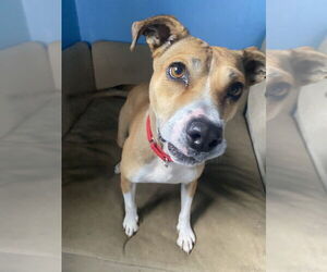 Mutt Dogs for adoption in Elmsford, NY, USA