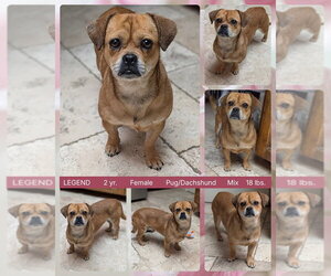 Pug-Unknown Mix Dogs for adoption in Mesa, AZ, USA