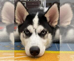 Siberian Husky Dogs for adoption in Griffin, GA, USA