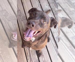 Chocolate Labrador retriever-Red Heeler Mix Dogs for adoption in Incline Village, NV, USA