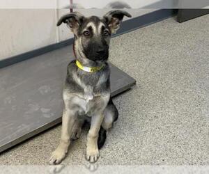 German Shepherd Dog-Unknown Mix Dogs for adoption in Visalia, CA, USA
