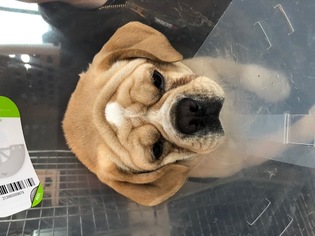 Puggle Dogs for adoption in Troy, IL, USA
