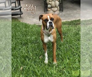 Boxer Dogs for adoption in Costa Mesa , CA, USA