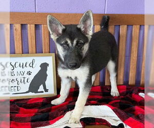 Huskies -Unknown Mix Dogs for adoption in Genesee, WI, USA