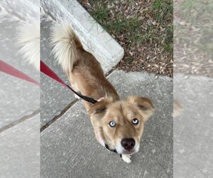 Goberian Dogs for adoption in San Antonio, TX, USA