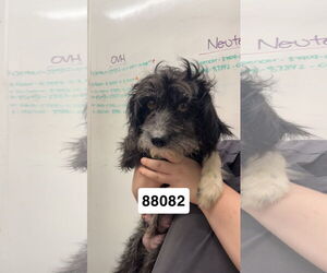 Maltese-Unknown Mix Dogs for adoption in Chico, CA, USA