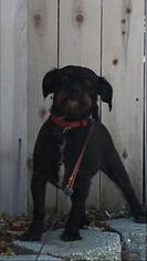Medium Photo #1 Mutt Puppy For Sale in danville, CA, USA