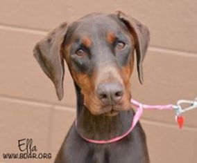Doberman Pinscher Dogs for adoption in Cheyenne, WY, USA