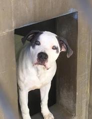 Small American Bulldog-Great Dane Mix