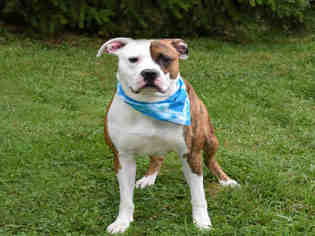 Bulloxer Dogs for adoption in Westminster, MD, USA