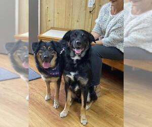 German Shepherd Dog-Labrador Retriever Mix Dogs for adoption in Alexandria, VA, USA