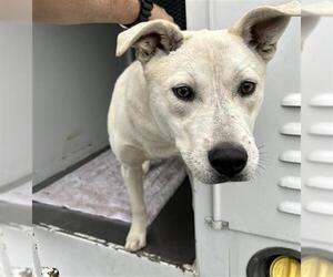 Mutt Dogs for adoption in Santa Rosa, CA, USA