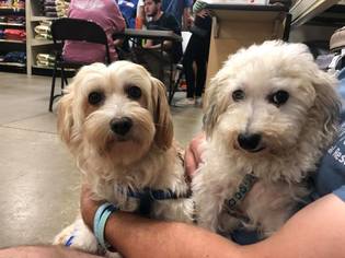 Havanese Dogs for adoption in Melrose, FL, USA
