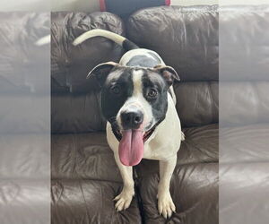 American Bulldog Dogs for adoption in Naples, FL, USA