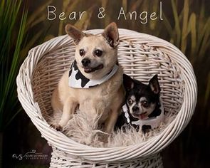 Chug Dogs for adoption in phoenix, AZ, USA