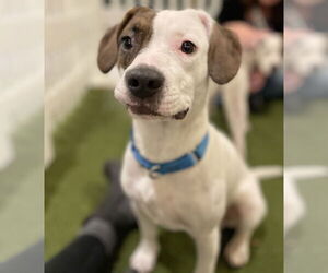 Beagle-Unknown Mix Dogs for adoption in Techny, IL, USA