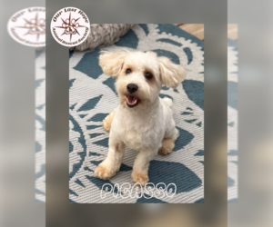 Poodle (Miniature)-Unknown Mix Dogs for adoption in Princeton, British Columbia, Canada