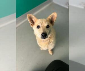 Chihuahua-Unknown Mix Dogs for adoption in Visalia, CA, USA