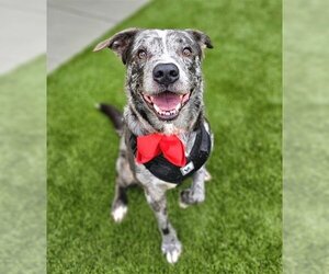Catahoula Leopard Dog Dogs for adoption in Baytown, TX, USA