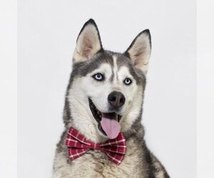 Siberian Husky Dogs for adoption in Santa Maria, CA, USA