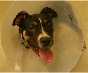 Mutt Dogs for adoption in Sanford, FL, USA