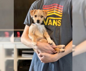 Mutt Dogs for adoption in Mesa, AZ, USA