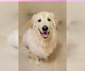 Great Pyrenees Dogs for adoption in San Diego, CA, USA