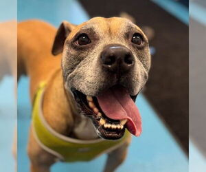 Black Mouth Cur-Unknown Mix Dogs for adoption in Muskegon, MI, USA