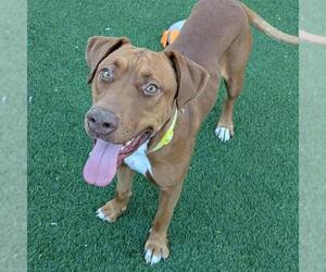 Rhodesian Ridgeback-Unknown Mix Dogs for adoption in Las Vegas, NV, USA
