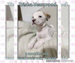 American Pit Bull Terrier-Catahoula Leopard Dog Mix Dogs for adoption in Jacksonville, NC, USA