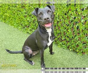 American Pit Bull Terrier Dogs for adoption in West Palm Beach, FL, USA