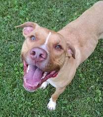 American Pit Bull Terrier-Unknown Mix Dogs for adoption in Elkhorn, WI, USA