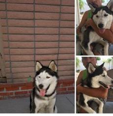 Alaskan Husky-Unknown Mix Dogs for adoption in Petaluma, CA, USA