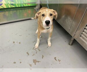 Labrador Retriever-Unknown Mix Dogs for adoption in Waco, TX, USA