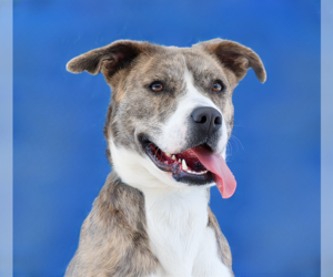 Mutt Dogs for adoption in Pasadena, CA, USA